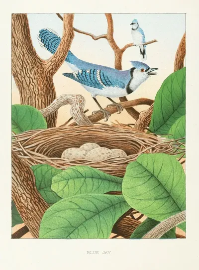 Blue Jay