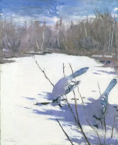 Blue Jays In Winter Study For Book Concealing Coloration In The Animal Kingdom