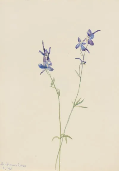 Blue Larkspur Delphinium Nuttallianum
