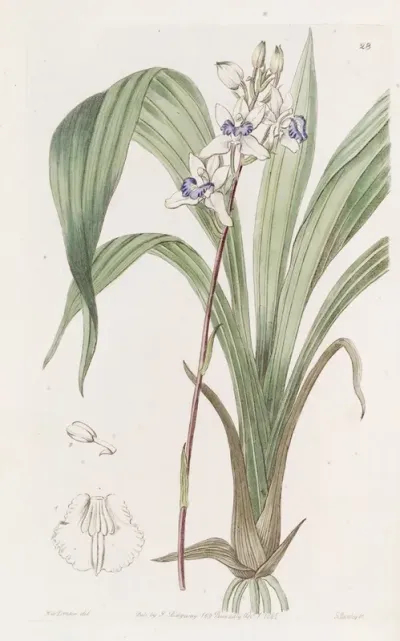 Blue Lipped Warrea