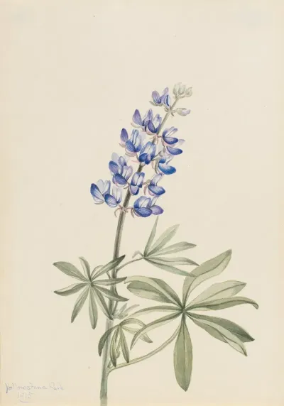Blue Lupine Lupinus Argenteus
