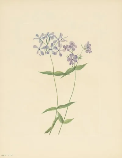 Blue Phlox Phlox Divaricata 3