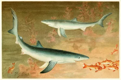 Blue Shark