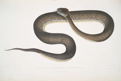 Blue Spotted Cophias Trigonocephalus Purpurcornaculatus Purpureo Maculatus Singapore