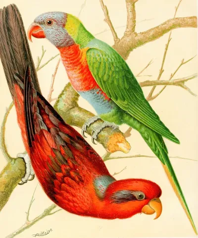 Blue Striped Lory Blue Mountain Lory