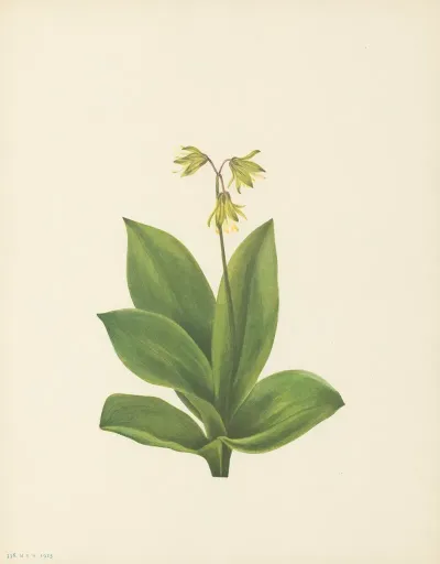 Bluebead Clintonia Borealis 2