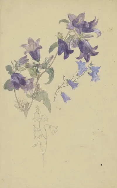 Bluebells