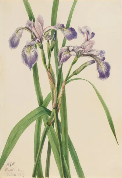 Blueflag Iris Iris Versicolor 2