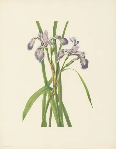 Blueflag Iris Iris Versicolor 3