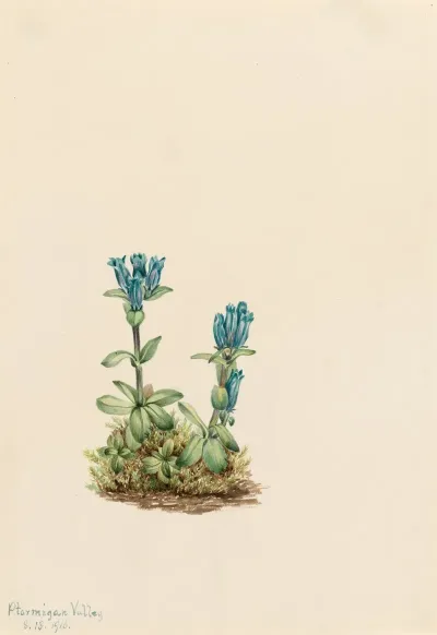 Bluegreen Gentian Gentiana Glauca 2