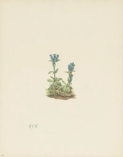 Bluegreen Gentian Gentiana Glauca 3