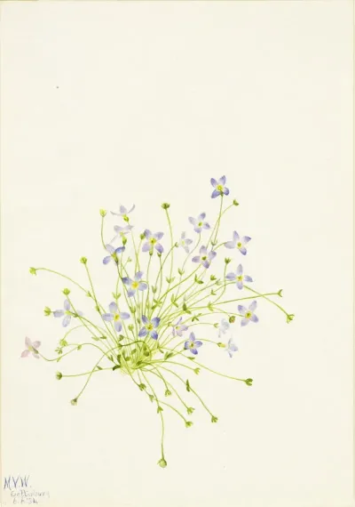Bluets Houstonia Serpyllifolia