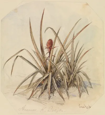 Bluhende Ananas