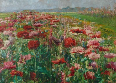 Bluhender Mohn