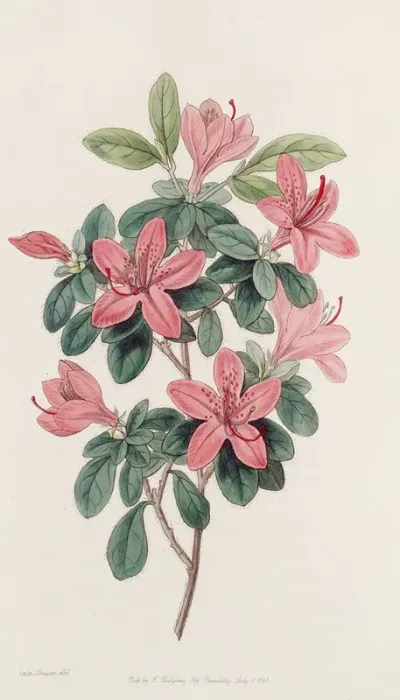 Blunt Leaved Azalea