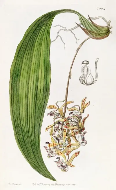 Blunt Petalled Cirrhaea
