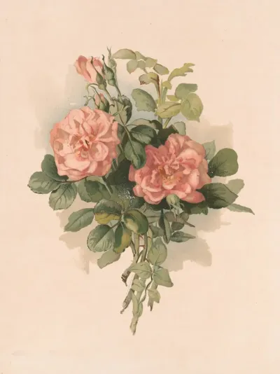 Blush Roses
