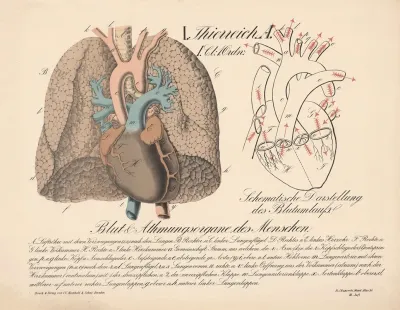 Blut Und Atmungsorgane Des Menschen Schematische Darstellung Des Blutumlaufs