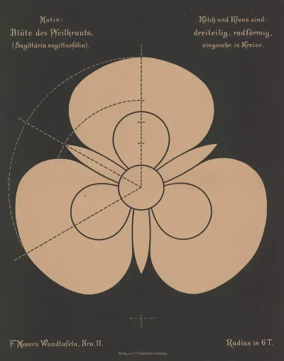 Blute Des Pfeilkrauts Sagttaria Sagittaefolia