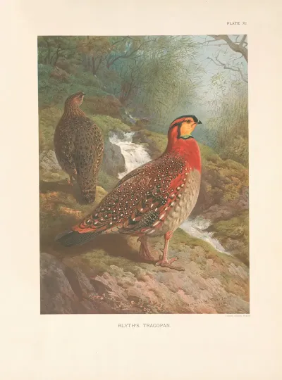 Blyths Tragopan Tragopan Blythi Blythi