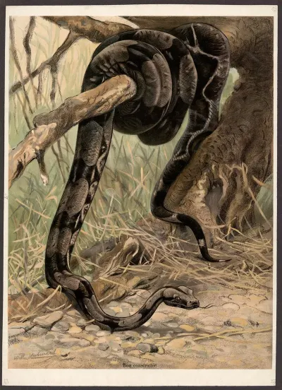 Boa Constrictor 2
