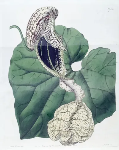 Boat Flowered Birthwort