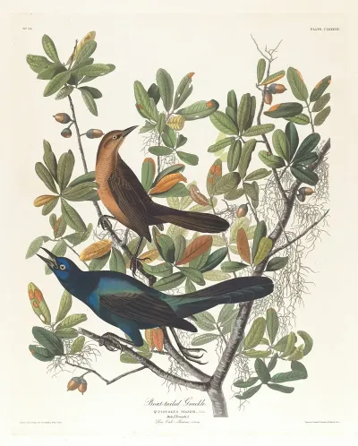Boat Tailed Grackle