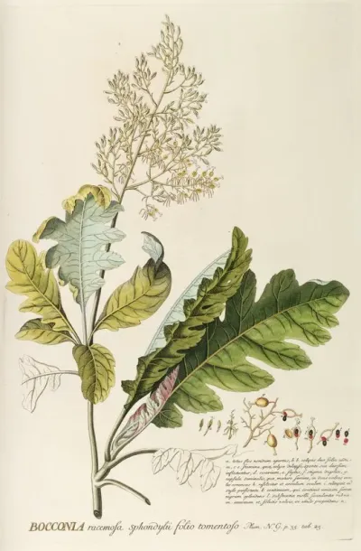 Bocconia