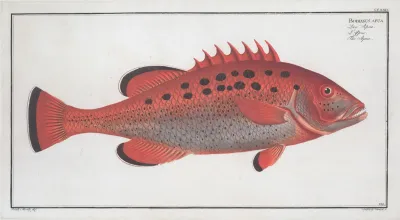 Bodianus Apua The Apue
