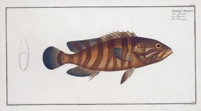 Bodianus Boenack The Boenack