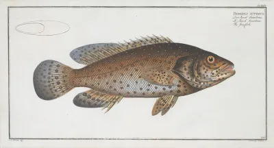 Bodianus Guttatus The Jen Fish