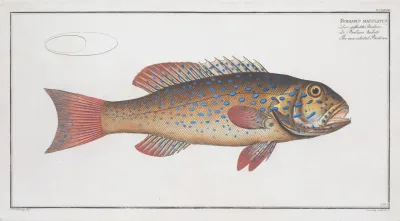 Bodianus Maculatus The Maculated Bodian