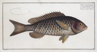 Bodinus Macrolepidotus The Great Scaled Bodian