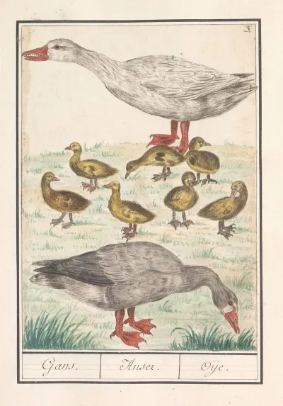 Boerengans Of Een Huisgans Anser Anser Domesticus