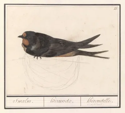Boerenzwaluw Hirundo Rustica Swalm Hirando Hirondelle