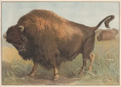 Boffel Amerikansk