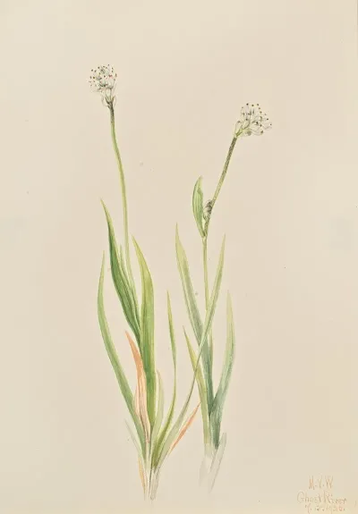 Bog Asphodel Tofieldia Intermedia