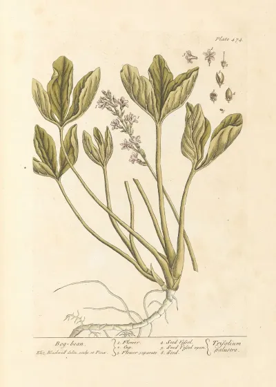 Bog Bean
