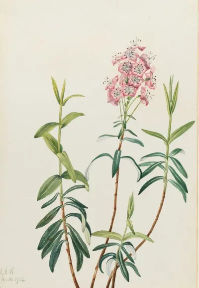 Bog Kalmia Kalmia Polifolia 2