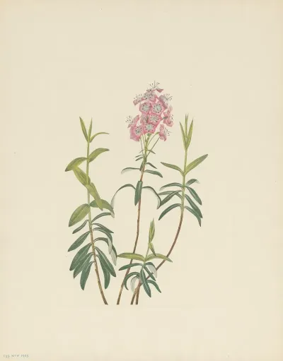 Bog Kalmia Kalmia Polifolia 3