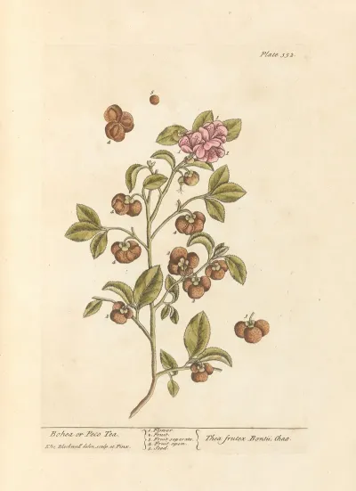 Bohea Or Peco Tea