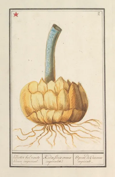 Bol Van De Keizerskroon Fritillaria Imperialis