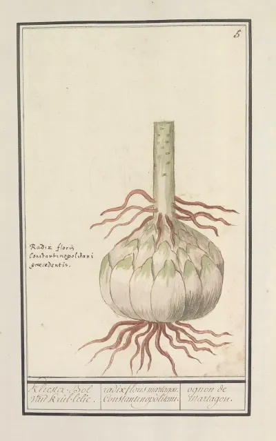 Bol Van De Rode Lelie Lilium