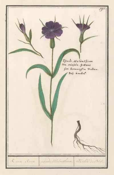 Bolderik Agrostemma Githago Koorn Roose Pseudo Melanthium Nielle De Bled