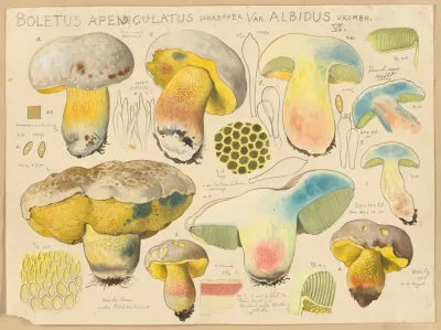 Boletus Apendiculatus Schaeffer Var Albidus Krombh
