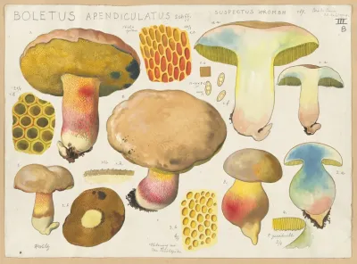 Boletus Apendiculatus Schff Suspectus Krombh
