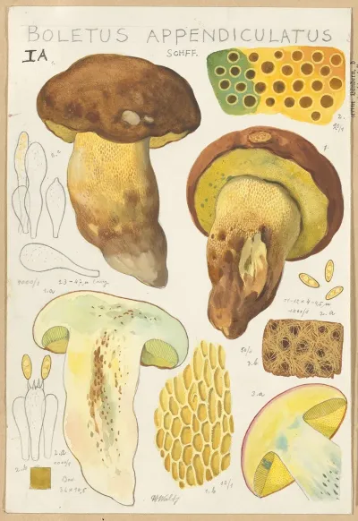 Boletus Appendiculatus 2