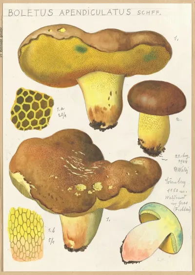 Boletus Appendiculatus Schff