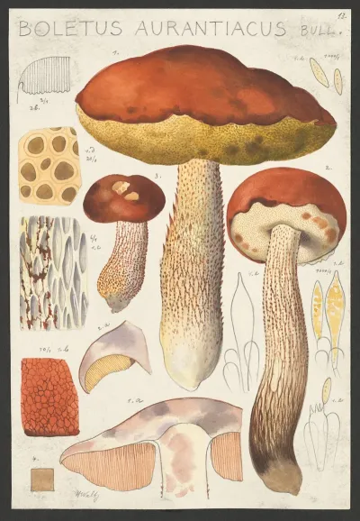 Boletus Aurantiacum Bull