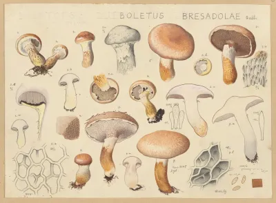 Boletus Bresadolae Quel